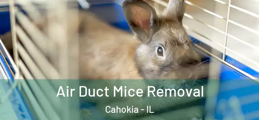 Air Duct Mice Removal Cahokia - IL