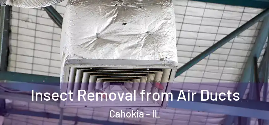 Insect Removal from Air Ducts Cahokia - IL